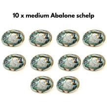 images/productimages/small/medium-abalone-10-x.jpg