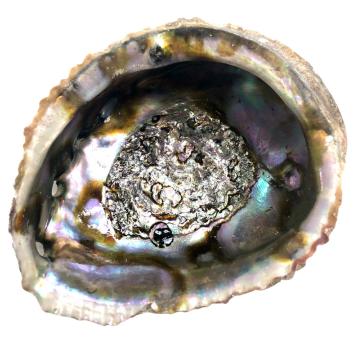 Abalone Shell Medium